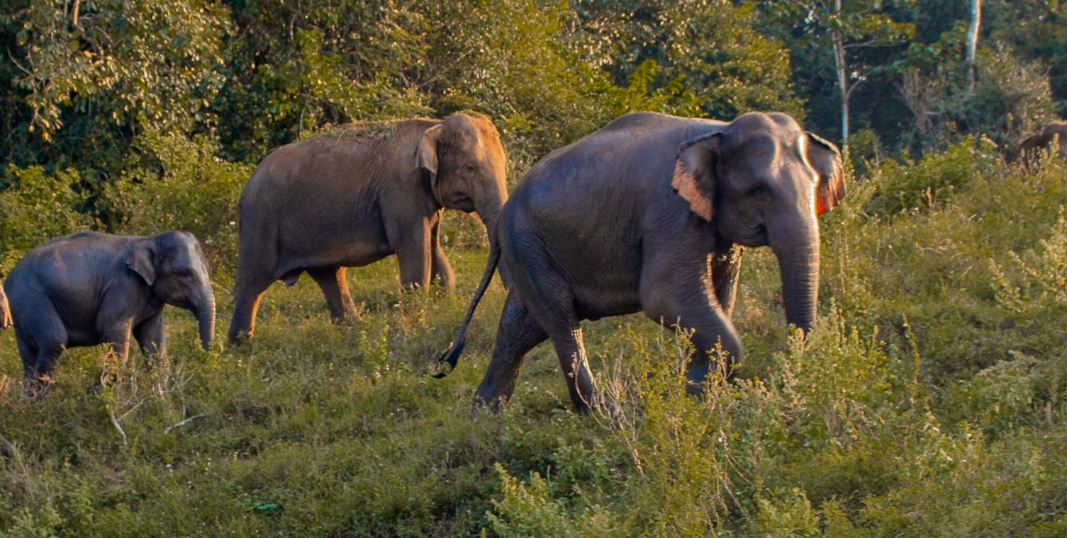 Three Asian elephants in the wilderness of Sri Lanka
