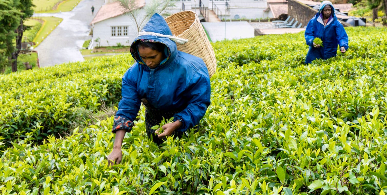 Women plucking tea leaves at Mandaramnuwara tea estate