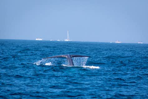 A morning on the ocean on a catamaran to see Whales