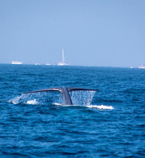 A morning on the ocean on a catamaran to see Whales