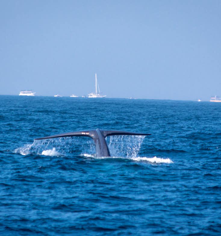 Whale Watching in Sri Lanka