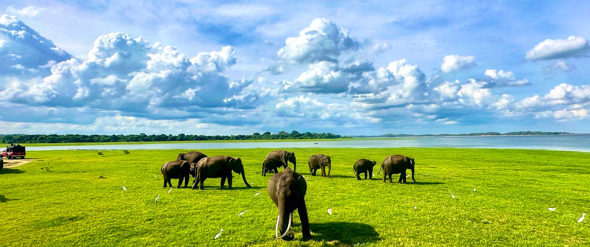 elephants watching in Sigiriya
