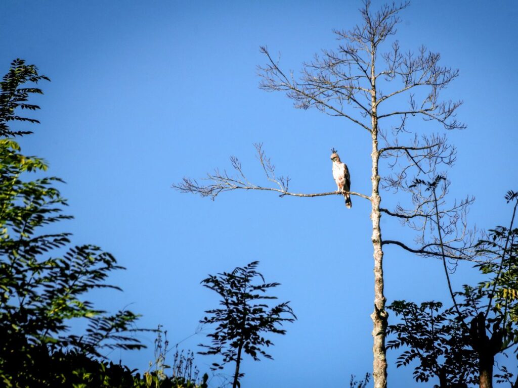 Bird Watching Trails in Knuckles Forest at Wild Glamping