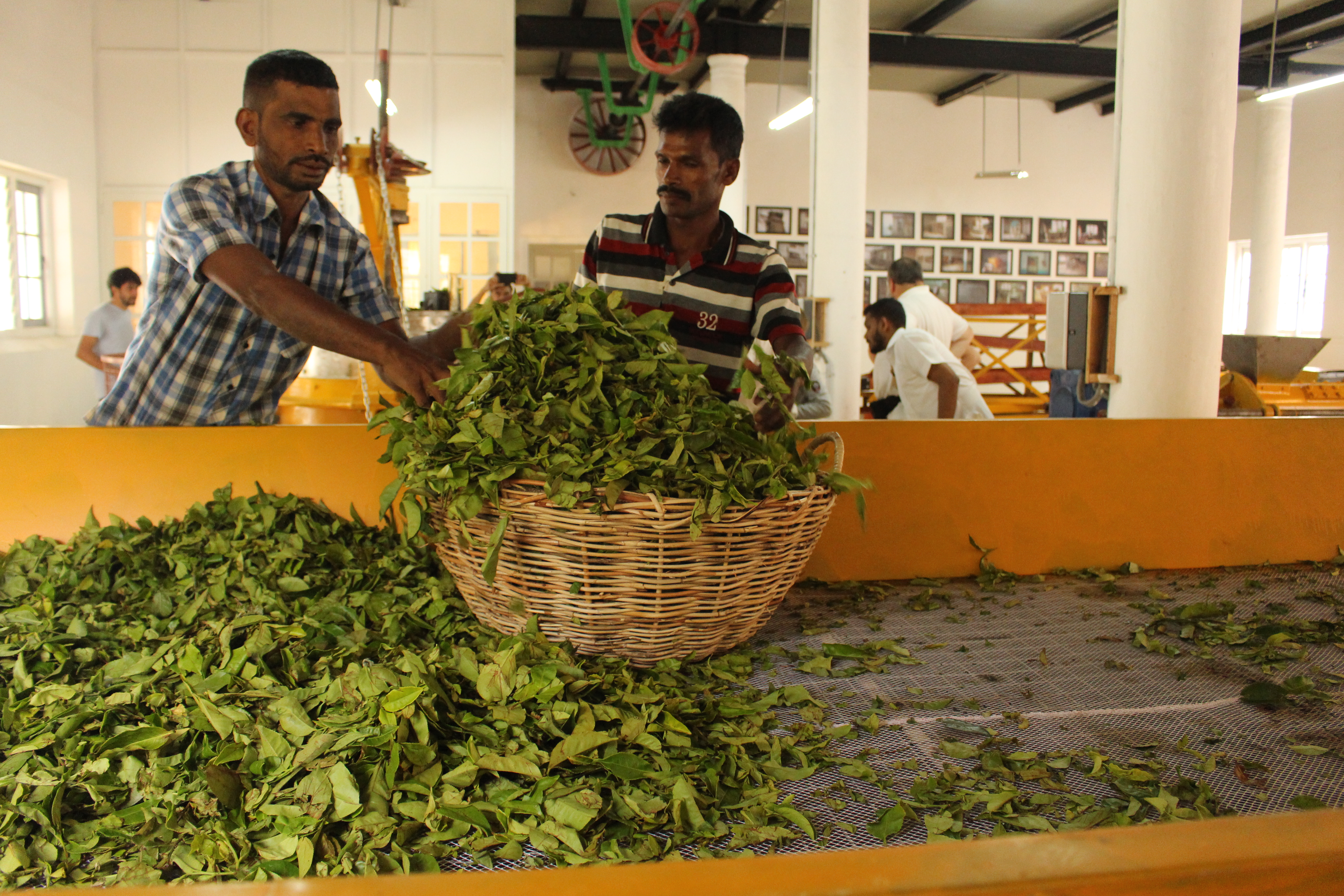 Local Employment Tea & Experience Factory Mandaram Nuwara
