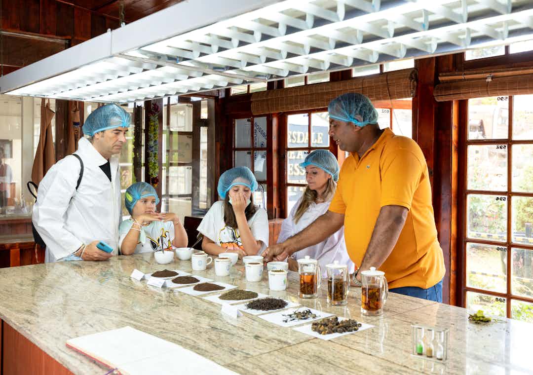 tea tasting experience in Nuwara Eliya